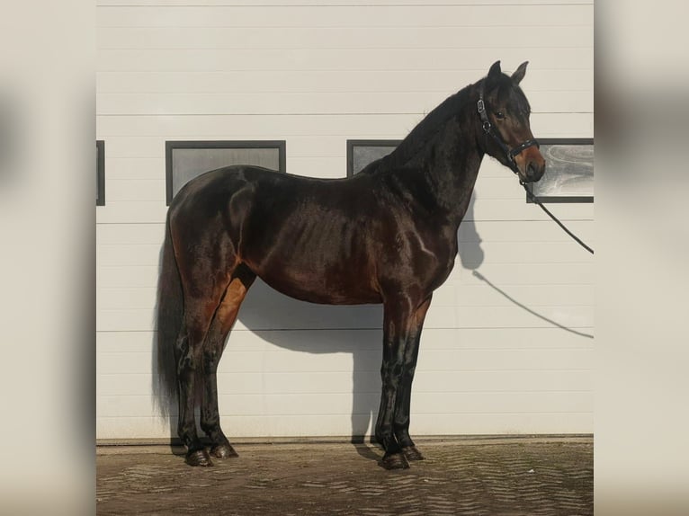 KWPN Stallion 3 years 16 hh Bay-Dark in Someren