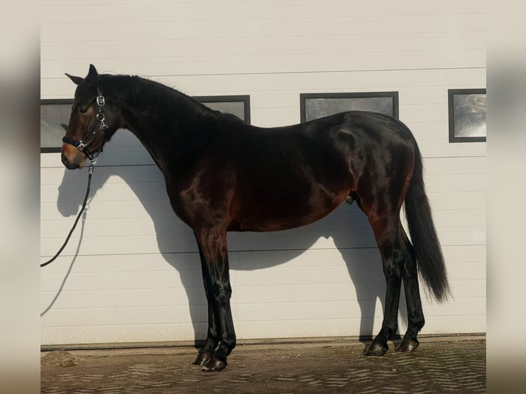 KWPN Stallion 3 years 16 hh Bay-Dark in Someren