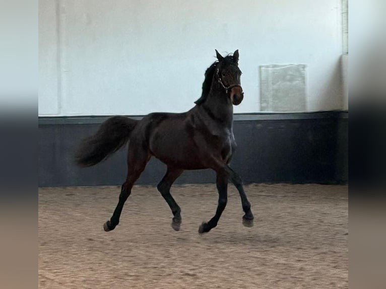KWPN Stallion 3 years 16 hh Bay-Dark in Someren