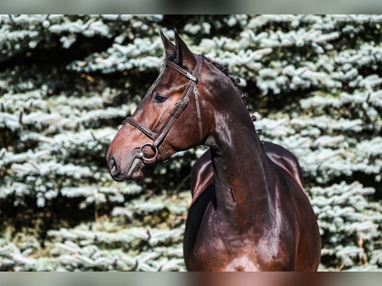 KWPN Stallion 3 years 16 hh Bay-Dark in Gronowice 1B   Dziadowa K&#x142;oda