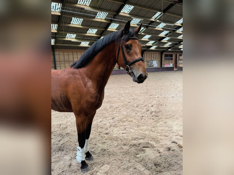 KWPN Stallion 3 years 16 hh Brown-Light in Garderen