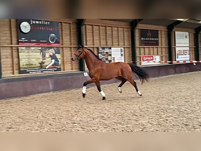 KWPN Stallion 3 years 16 hh Brown-Light in Garderen