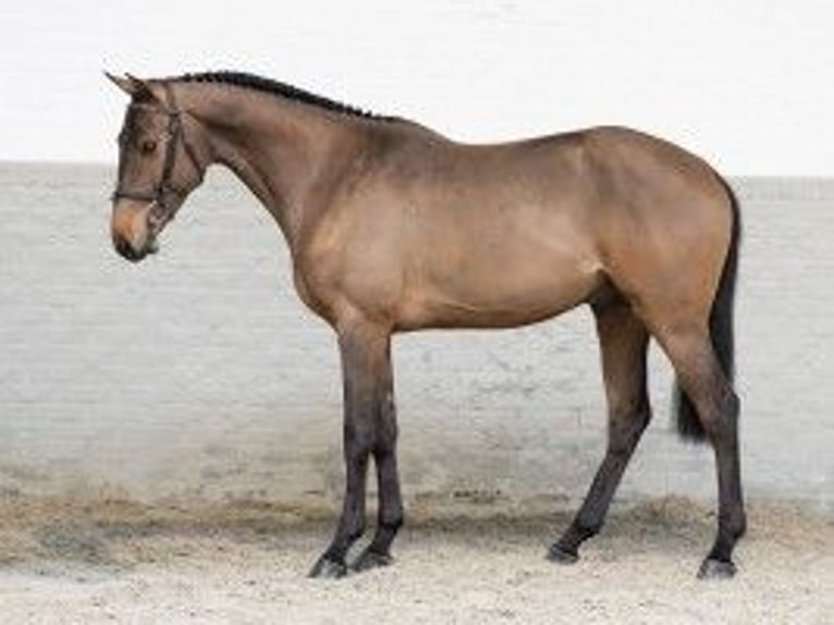 KWPN Stallion 3 years 16 hh Brown-Light in Heerde