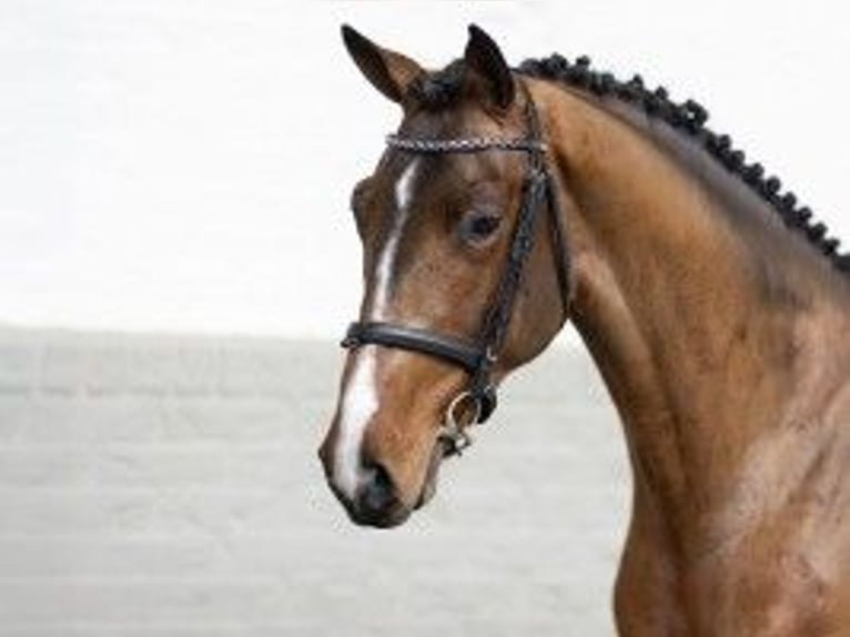 KWPN Stallion 3 years 16 hh Brown in Heerde