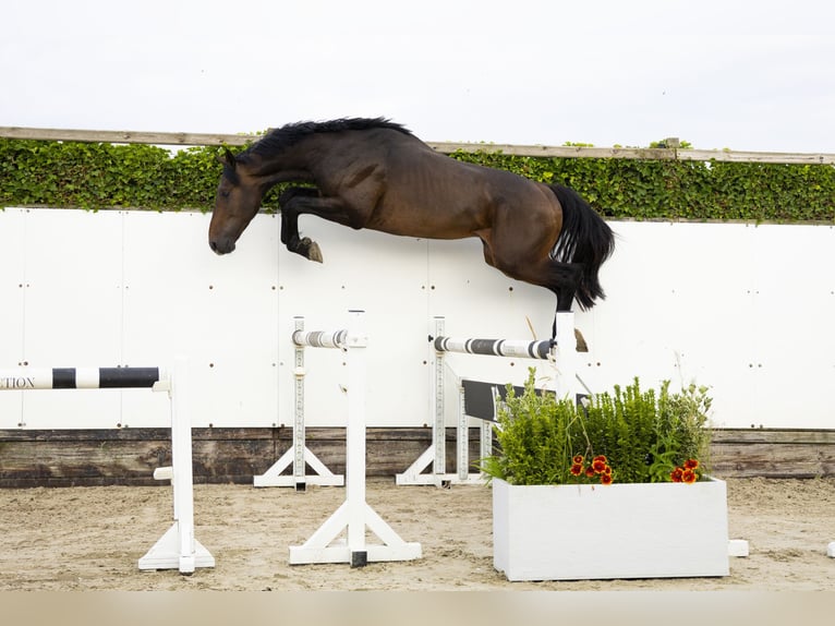 KWPN Stallion 3 years 16 hh Brown in Waddinxveen