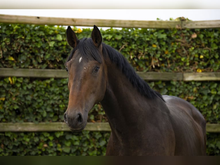 KWPN Stallion 3 years 16 hh Brown in Waddinxveen