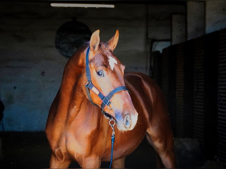 KWPN Stallion 3 years 16 hh Chestnut in MADRID