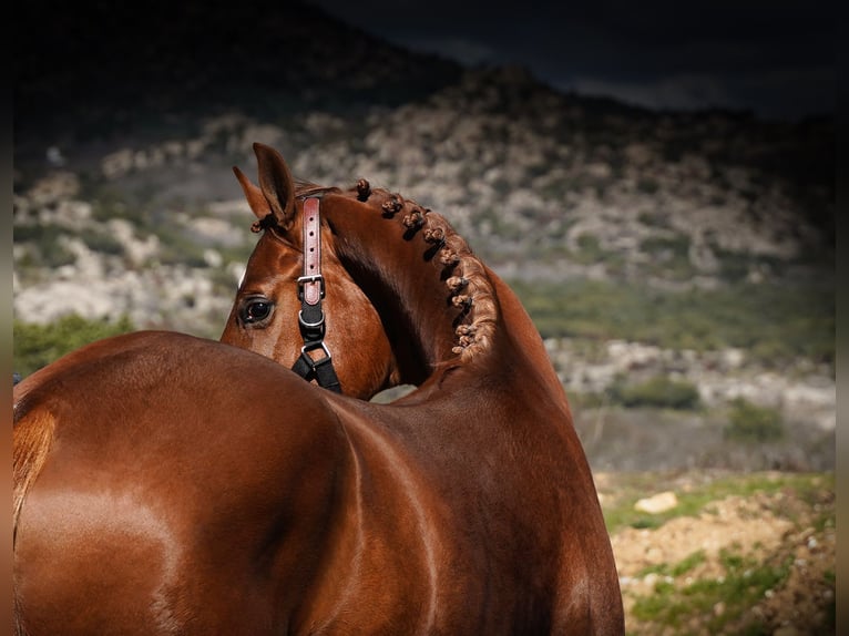 KWPN Stallion 3 years 16 hh Chestnut in MADRID