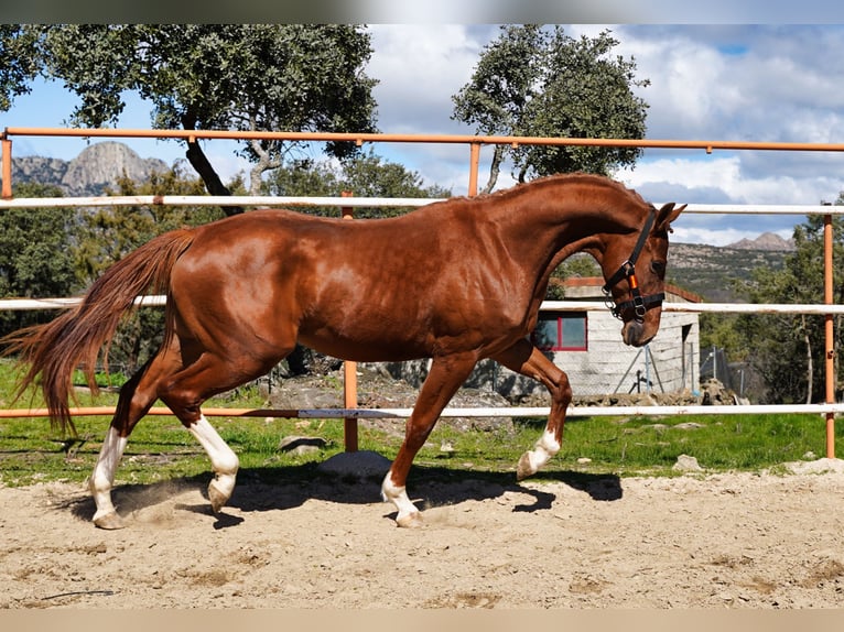 KWPN Stallion 3 years 16 hh Chestnut in MADRID