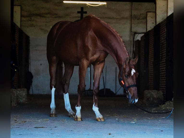 KWPN Stallion 3 years 16 hh Chestnut in MADRID