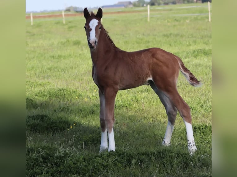 KWPN Stallion 3 years 16 hh Chestnut-Red in Wâlterswâld