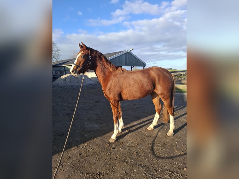 KWPN Stallion 3 years 16 hh Chestnut-Red in Wâlterswâld