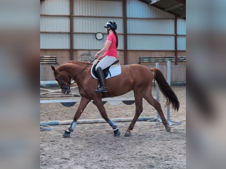 KWPN Stallion 3 years 16 hh Chestnut in Hilvarenbeek