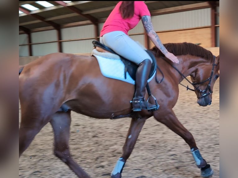KWPN Stallion 3 years 16 hh Chestnut in Hilvarenbeek