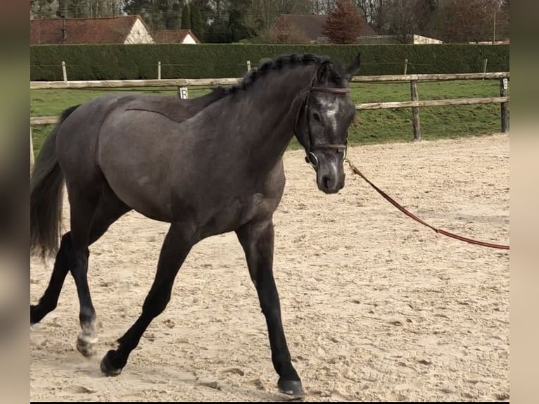 KWPN Stallion 3 years 16 hh Gray-Dark-Tan in Hesdin