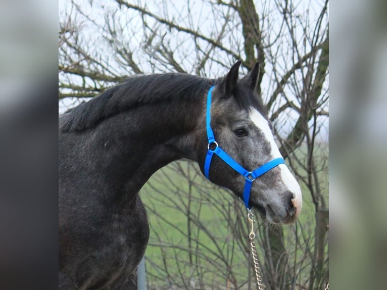 KWPN Stallion 3 years 16 hh Gray in Szarvas