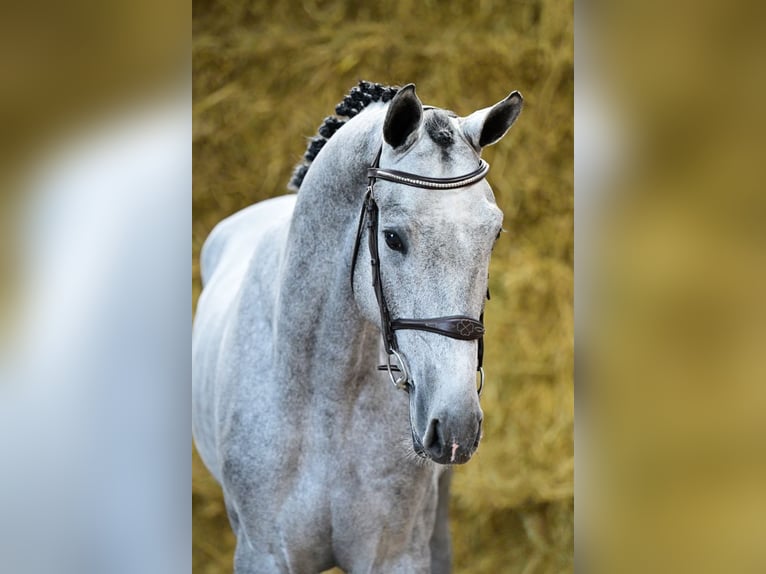 KWPN Stallion 3 years 16 hh Gray in Bladel