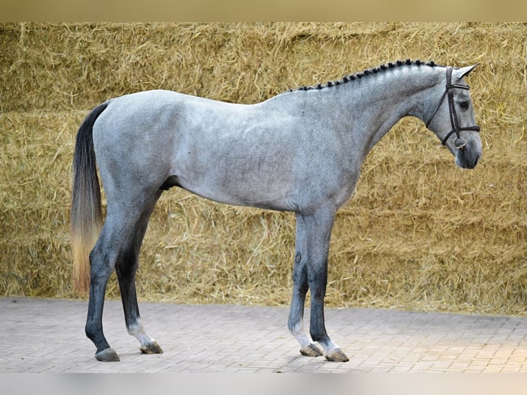 KWPN Stallion 3 years 16 hh Gray in Bladel