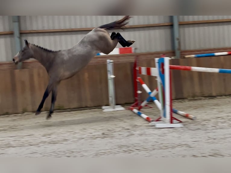 KWPN Stallion 3 years 16 hh Gray in Zieuwent