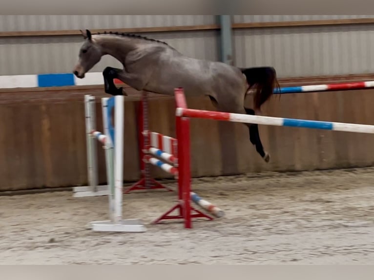 KWPN Stallion 3 years 16 hh Gray in Zieuwent