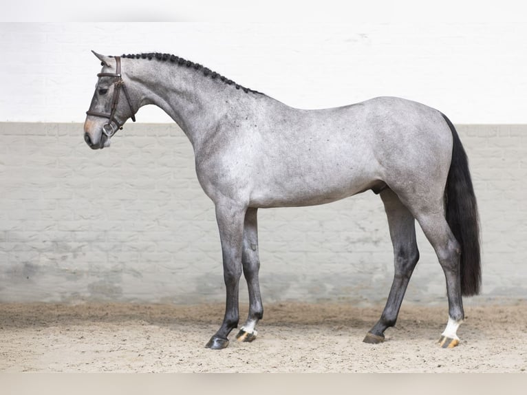 KWPN Stallion 3 years 16 hh Gray in Heerde