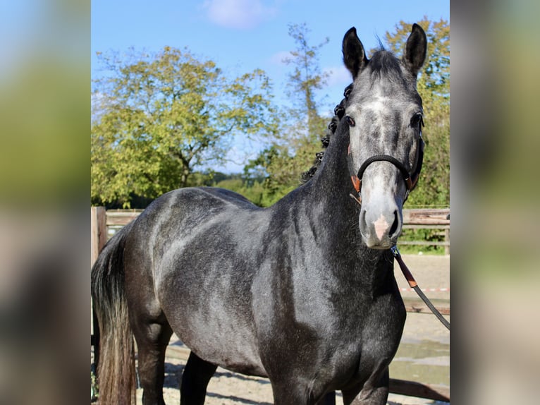 KWPN Stallion 3 years 16 hh Gray in Meppen