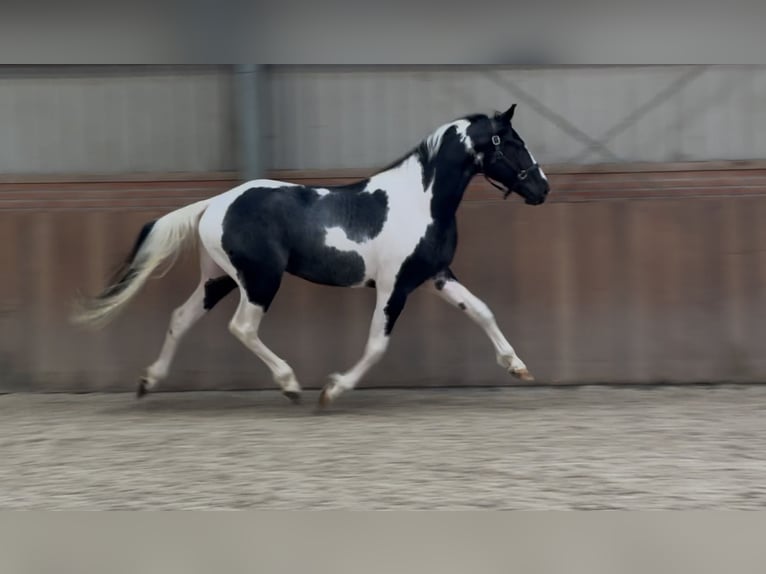 KWPN Stallion 3 years 16 hh Pinto in Zieuwent