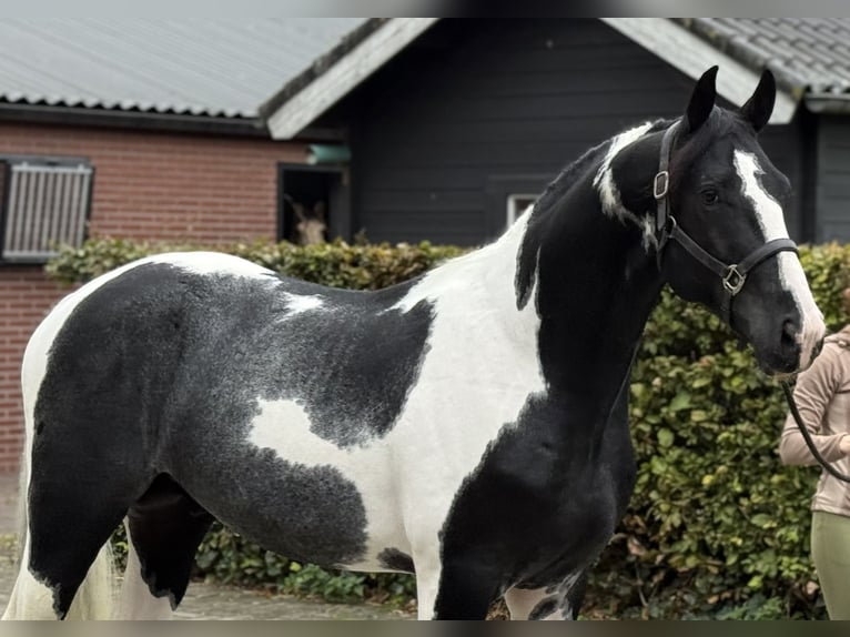 KWPN Stallion 3 years 16 hh Pinto in Zieuwent