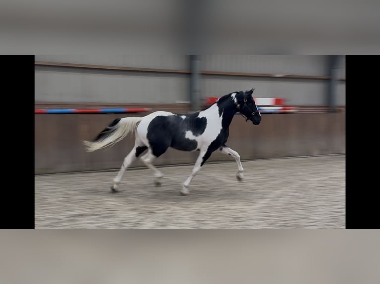 KWPN Stallion 3 years 16 hh Pinto in Zieuwent
