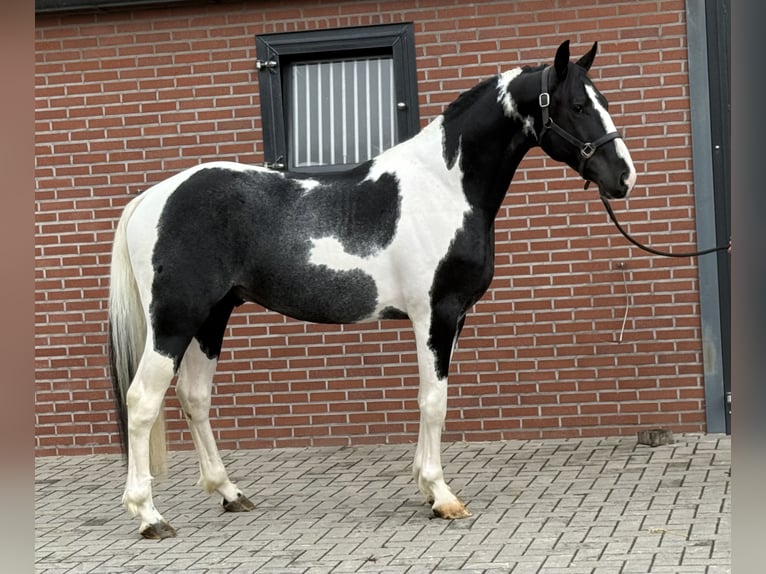 KWPN Stallion 3 years 16 hh Pinto in Zieuwent