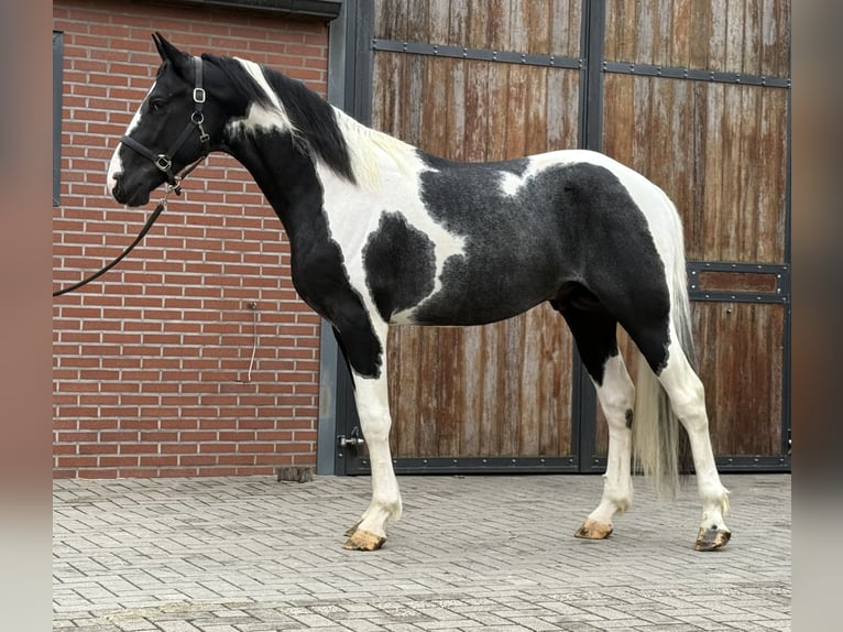 KWPN Stallion 3 years 16 hh Pinto in Zieuwent