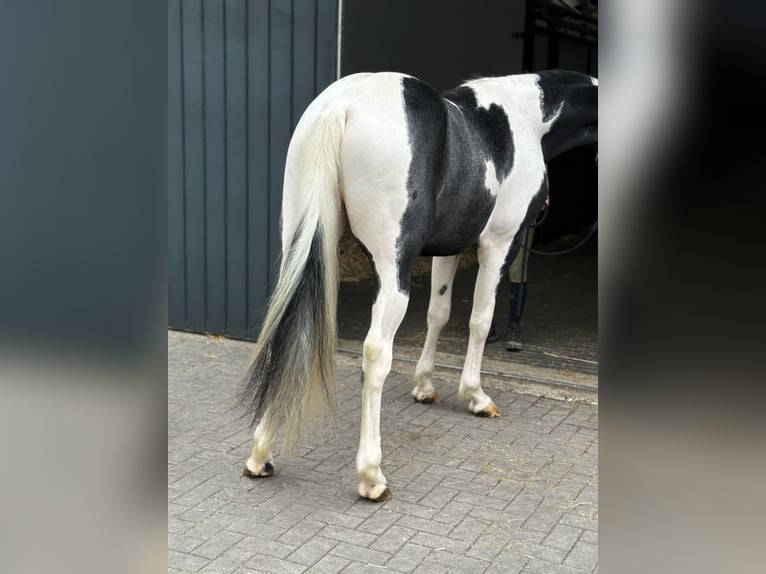 KWPN Stallion 3 years 16 hh Pinto in Zieuwent