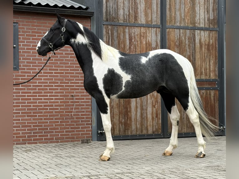 KWPN Stallion 3 years 16 hh Pinto in Zieuwent