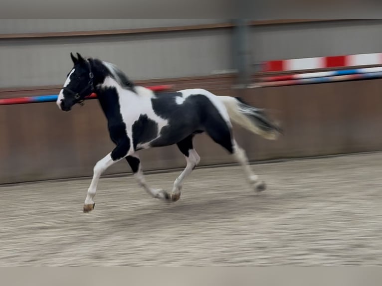 KWPN Stallion 3 years 16 hh Pinto in Zieuwent