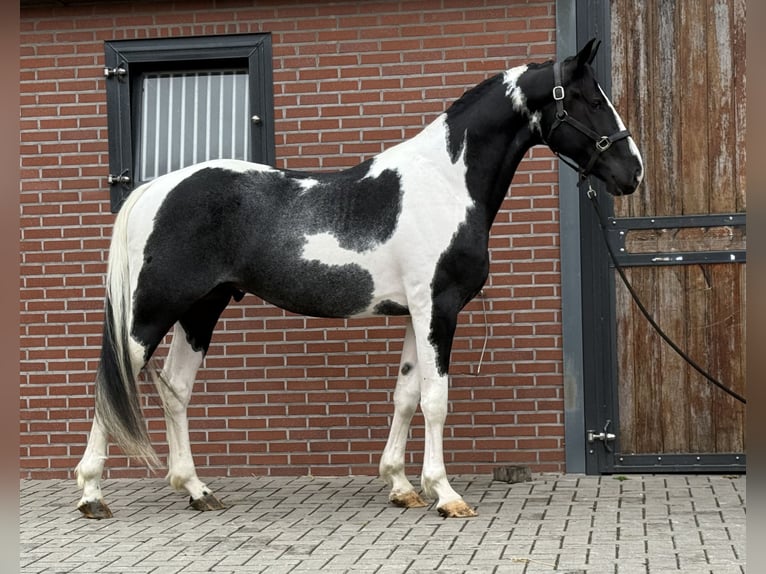 KWPN Stallion 3 years 16 hh Pinto in Zieuwent