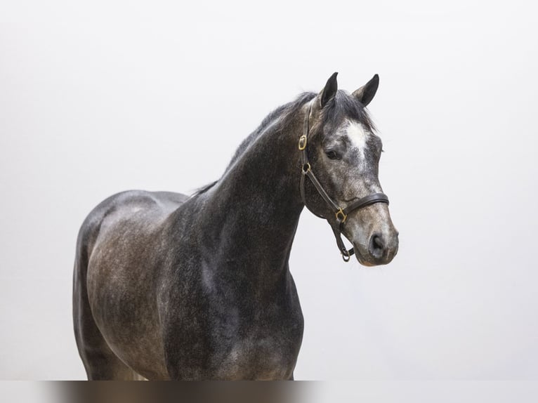 KWPN Stallion 3 years 16 hh  in Waddinxveen