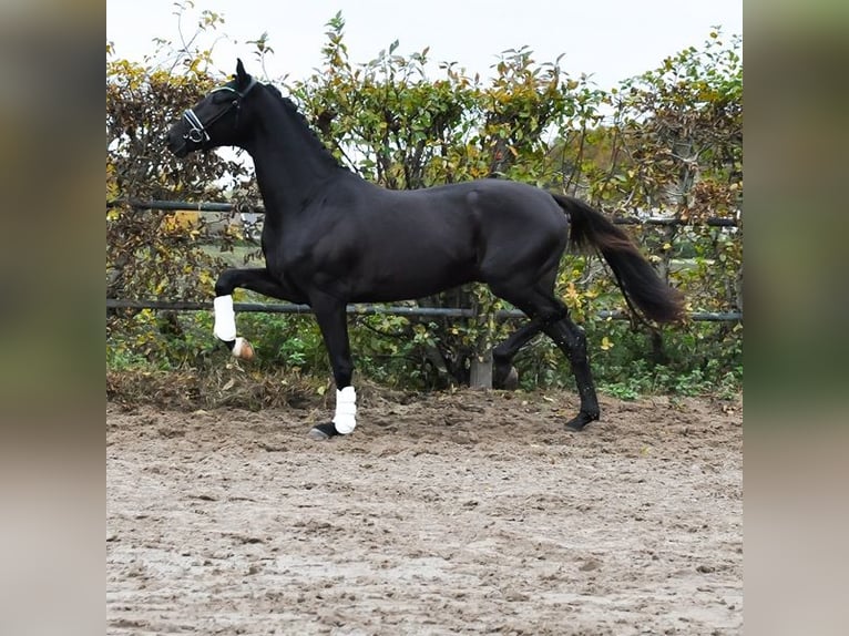 KWPN Stallion 3 years 16 hh Smoky-Black in Prinsenbeek