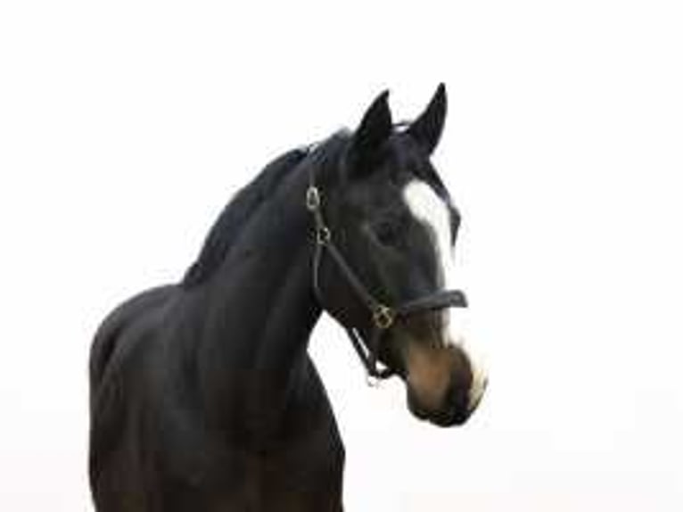 KWPN Stallion 3 years 16 hh Smoky-Black in Waddinxveen