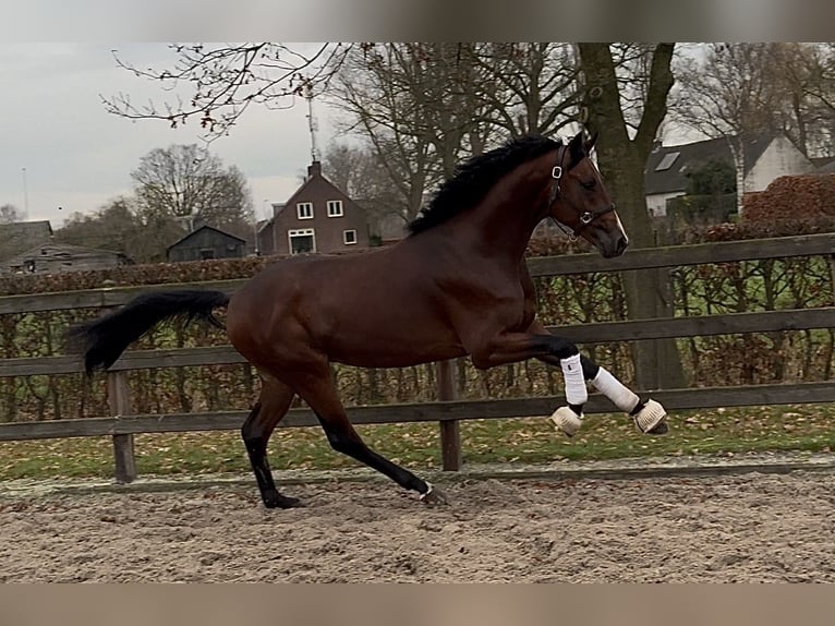 KWPN Stallion 3 years 16,1 hh Bay-Dark in Moergestel