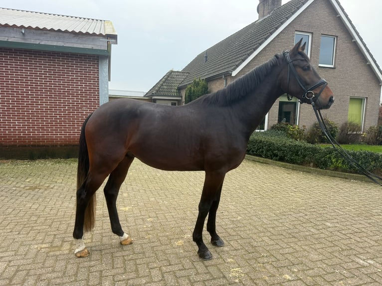 KWPN Stallion 3 years 16,1 hh Bay-Dark in Steensel