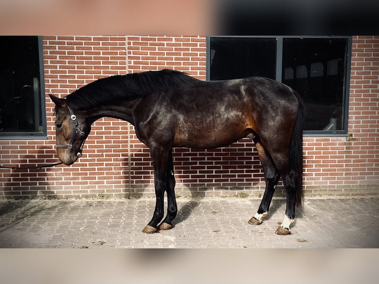 KWPN Stallion 3 years 16,1 hh Bay-Dark in Heusden