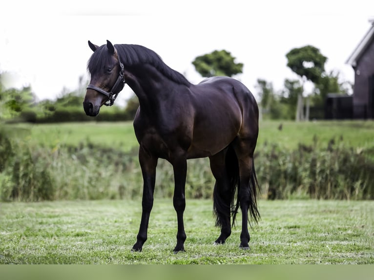 KWPN Stallion 3 years 16,1 hh Bay-Dark in Werkendam
