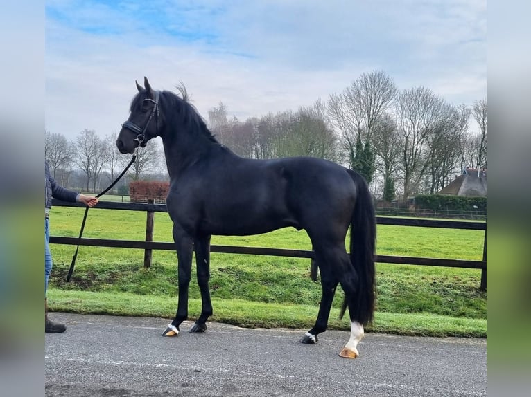 KWPN Stallion 3 years 16,1 hh Black in Hoornsterzwaag