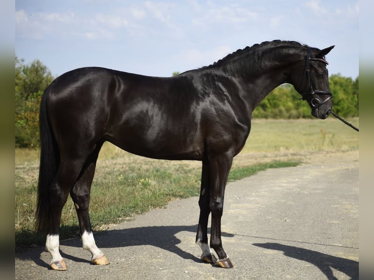 KWPN Stallion 3 years 16,1 hh Black in Kecskemét