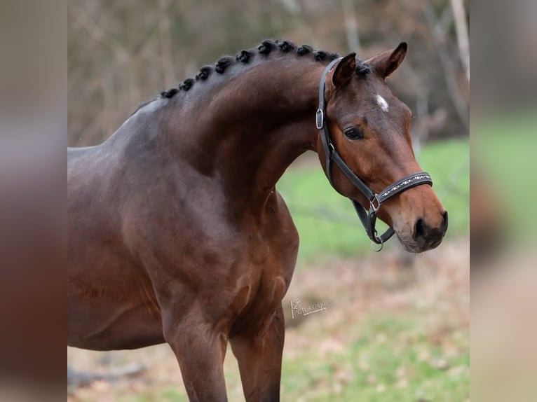 KWPN Stallion 3 years 16,1 hh Brown in Peer