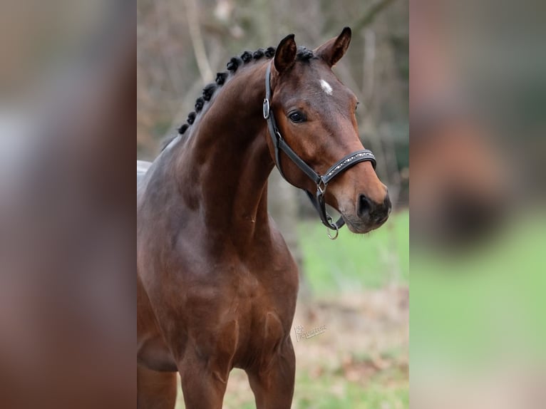 KWPN Stallion 3 years 16,1 hh Brown in Peer