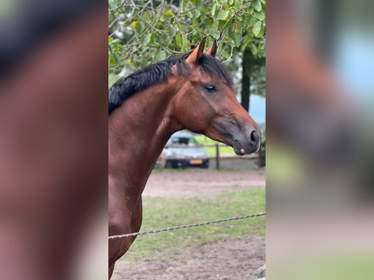 KWPN Stallion 3 years 16,1 hh Brown in B&#xE9;k&#xE9;scsaba