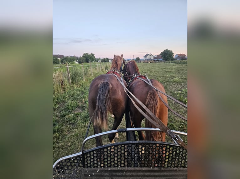 KWPN Stallion 3 years 16,1 hh Chestnut in Pleternica
