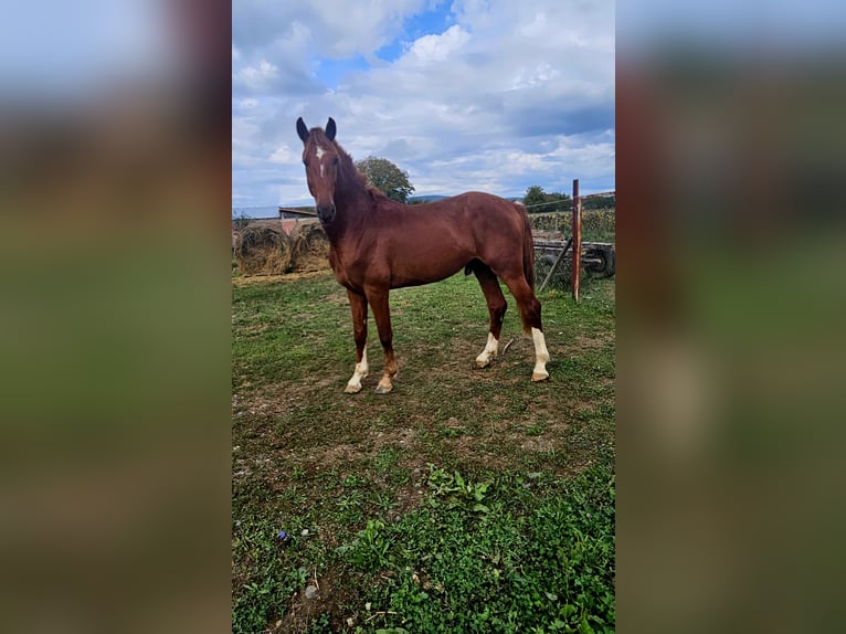 KWPN Stallion 3 years 16,1 hh Chestnut in Pleternica