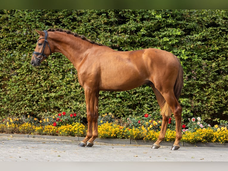 KWPN Stallion 3 years 16,1 hh Chestnut-Red in Eibergen